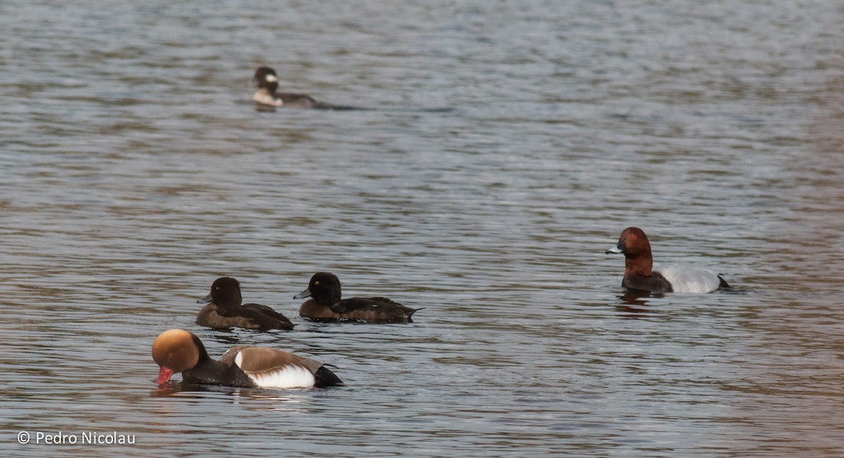 Tufted Duck - ML23091311
