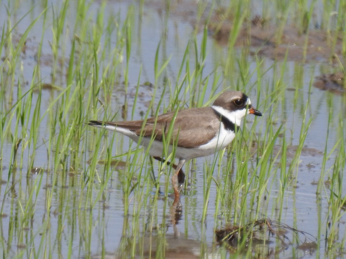 Semipalmated Plover - David Booth