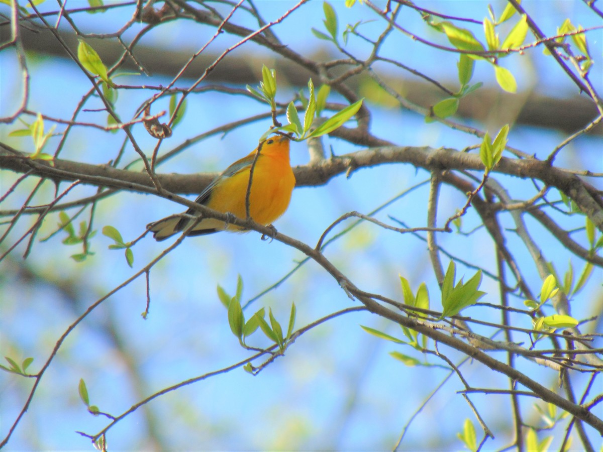 Prothonotary Warbler - ML230914271