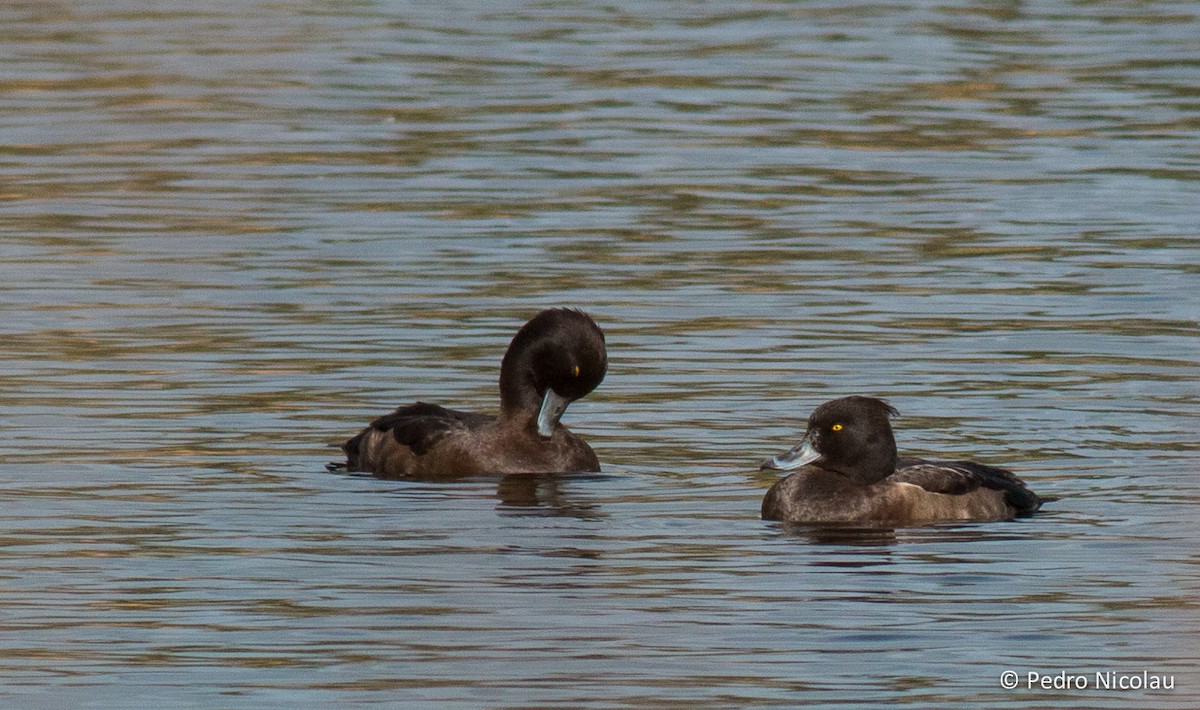Tufted Duck - ML23091481