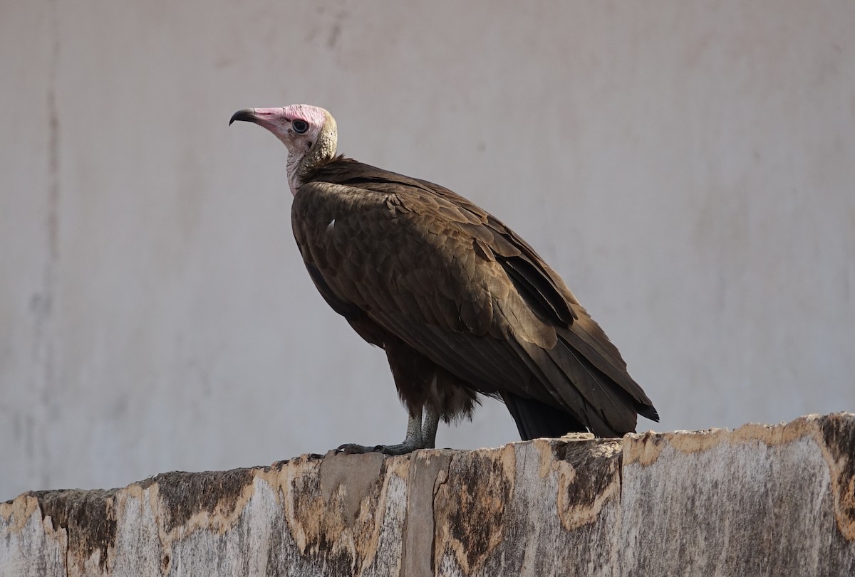 Hooded Vulture - ML230915231