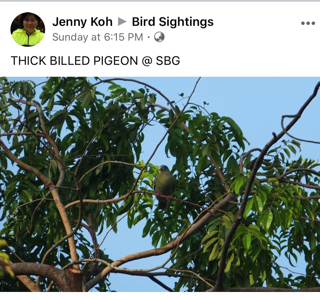 Thick-billed Green-Pigeon - Singapore Social Media
