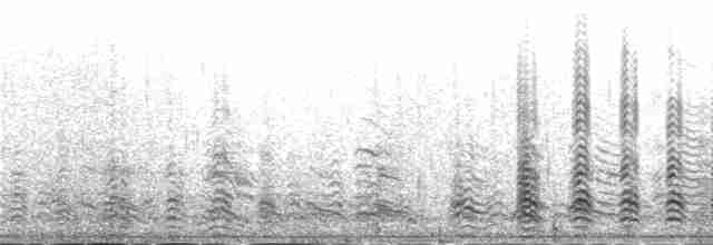 Kuzey Gümüş Martısı (mongolicus) - ML230918
