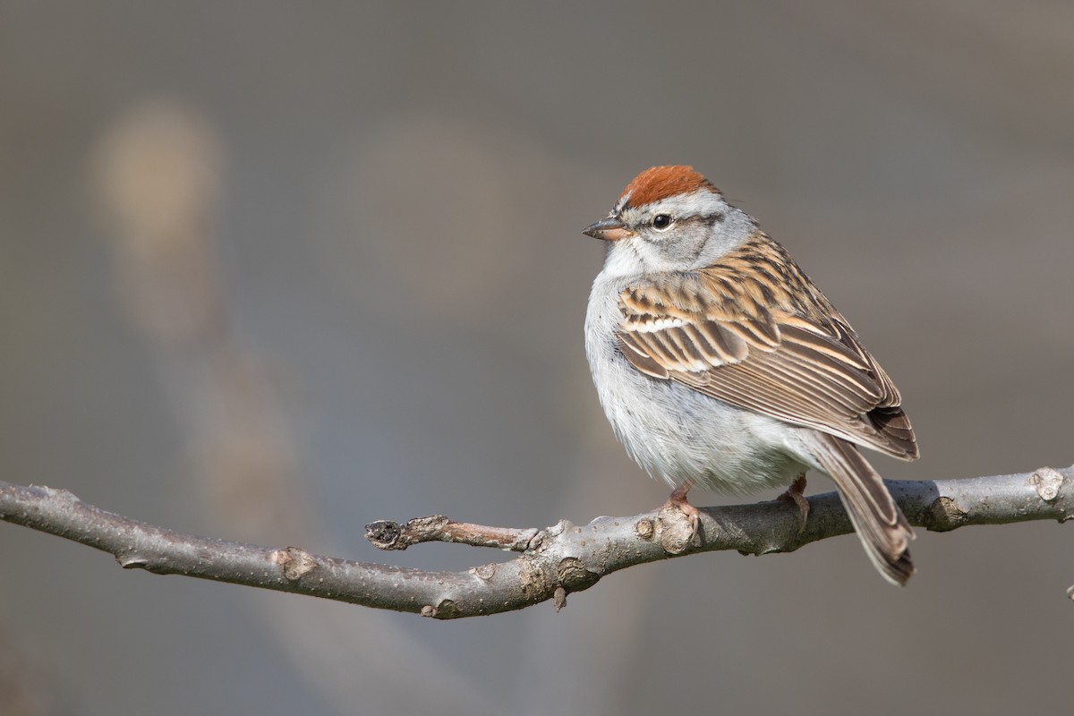 Chipping Sparrow - ML230927461