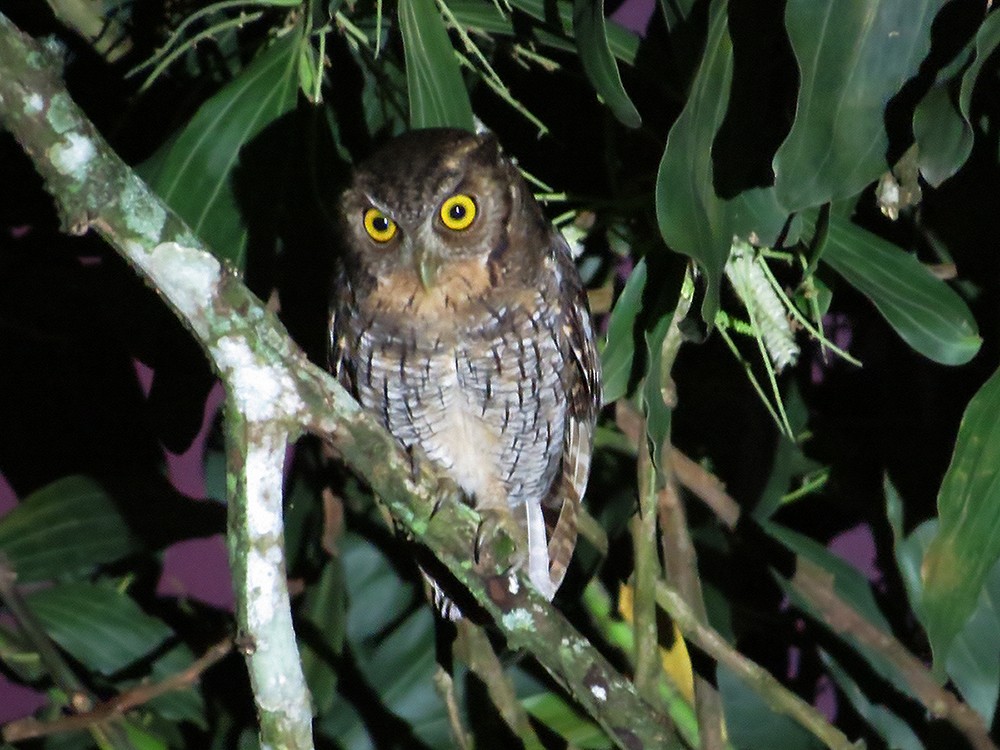 Tropical Screech-Owl - Carly Wainwright