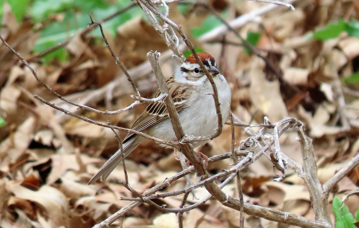 Chipping Sparrow - ML230936261