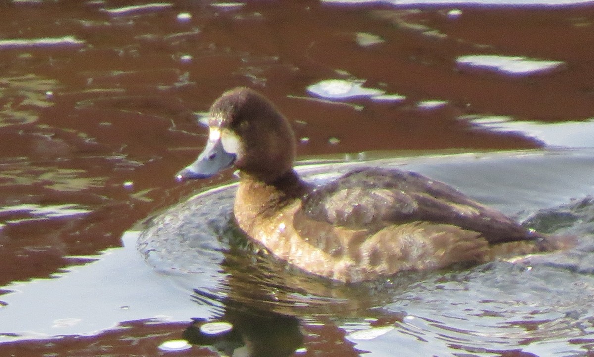 Greater Scaup - ML23093811