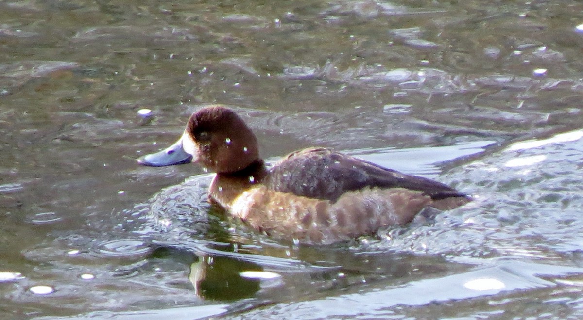 Greater Scaup - ML23093861
