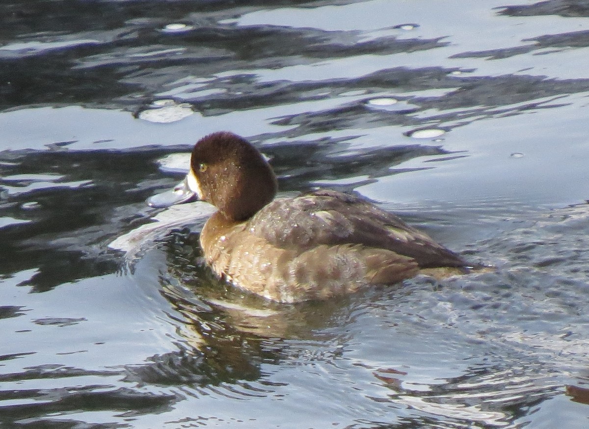 Greater Scaup - ML23093871