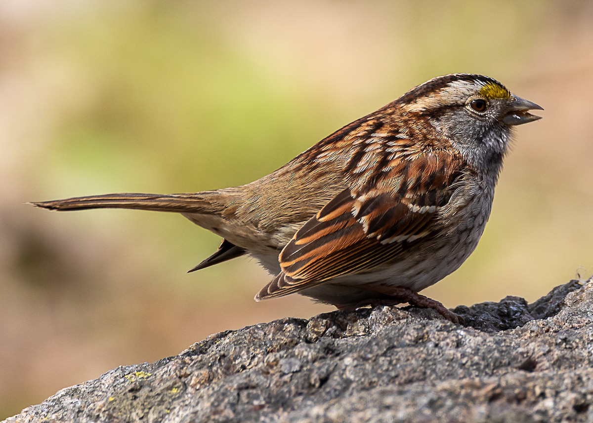 White-throated Sparrow - Luc Tremblay