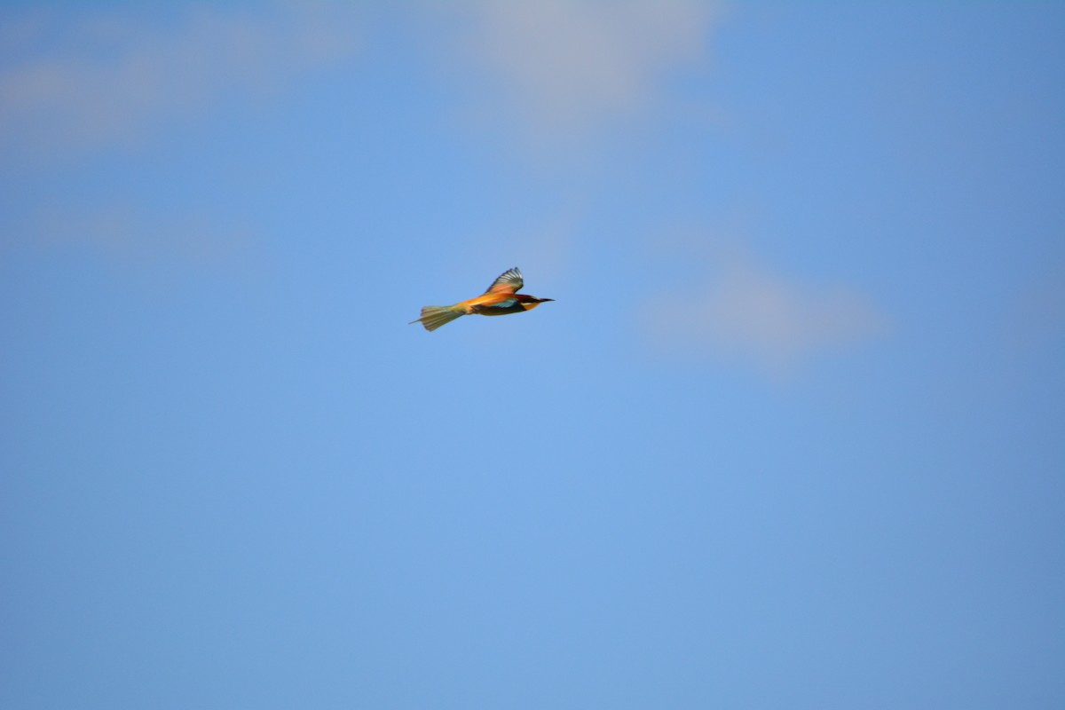 European Bee-eater - ML230946721