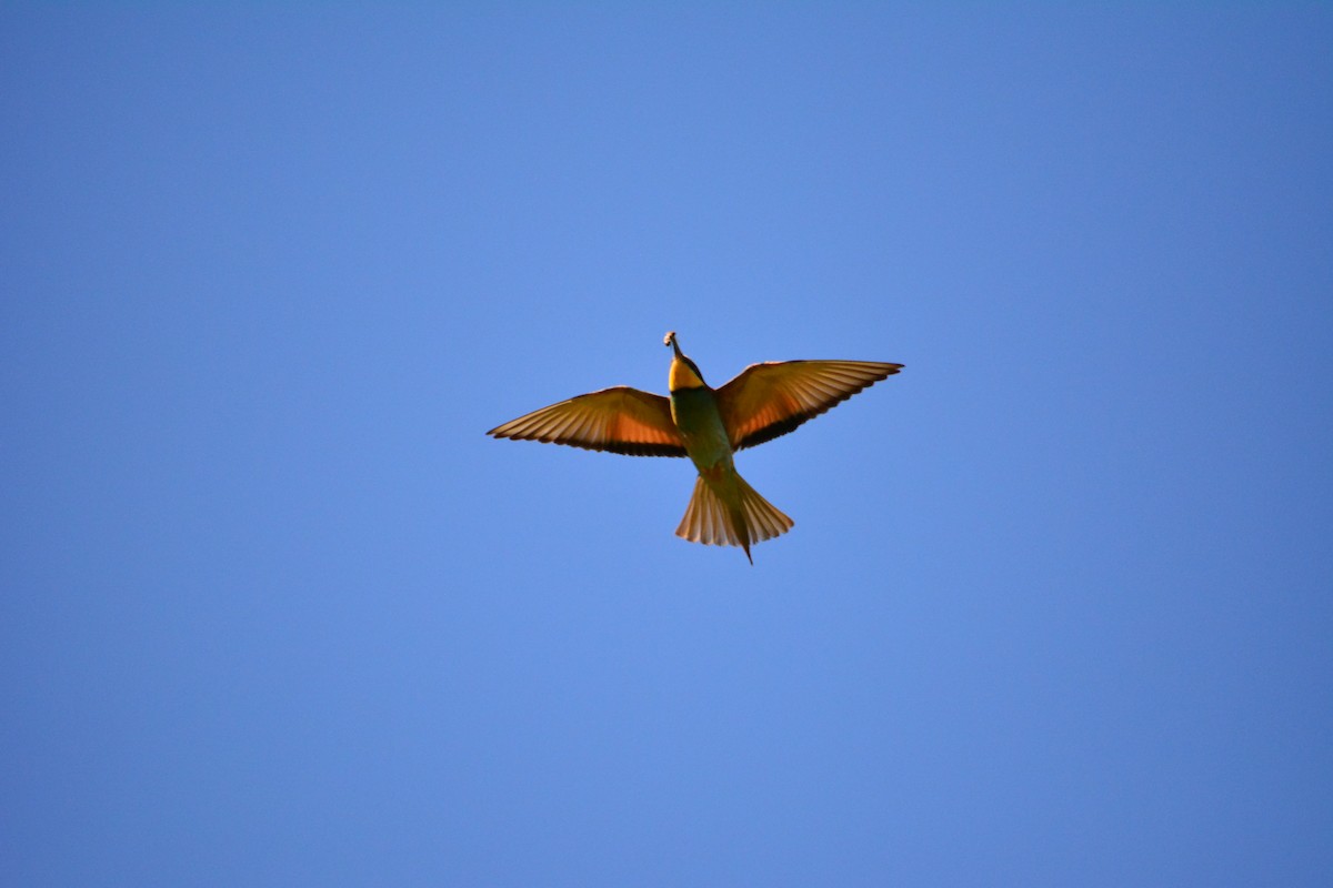 European Bee-eater - ML230946731