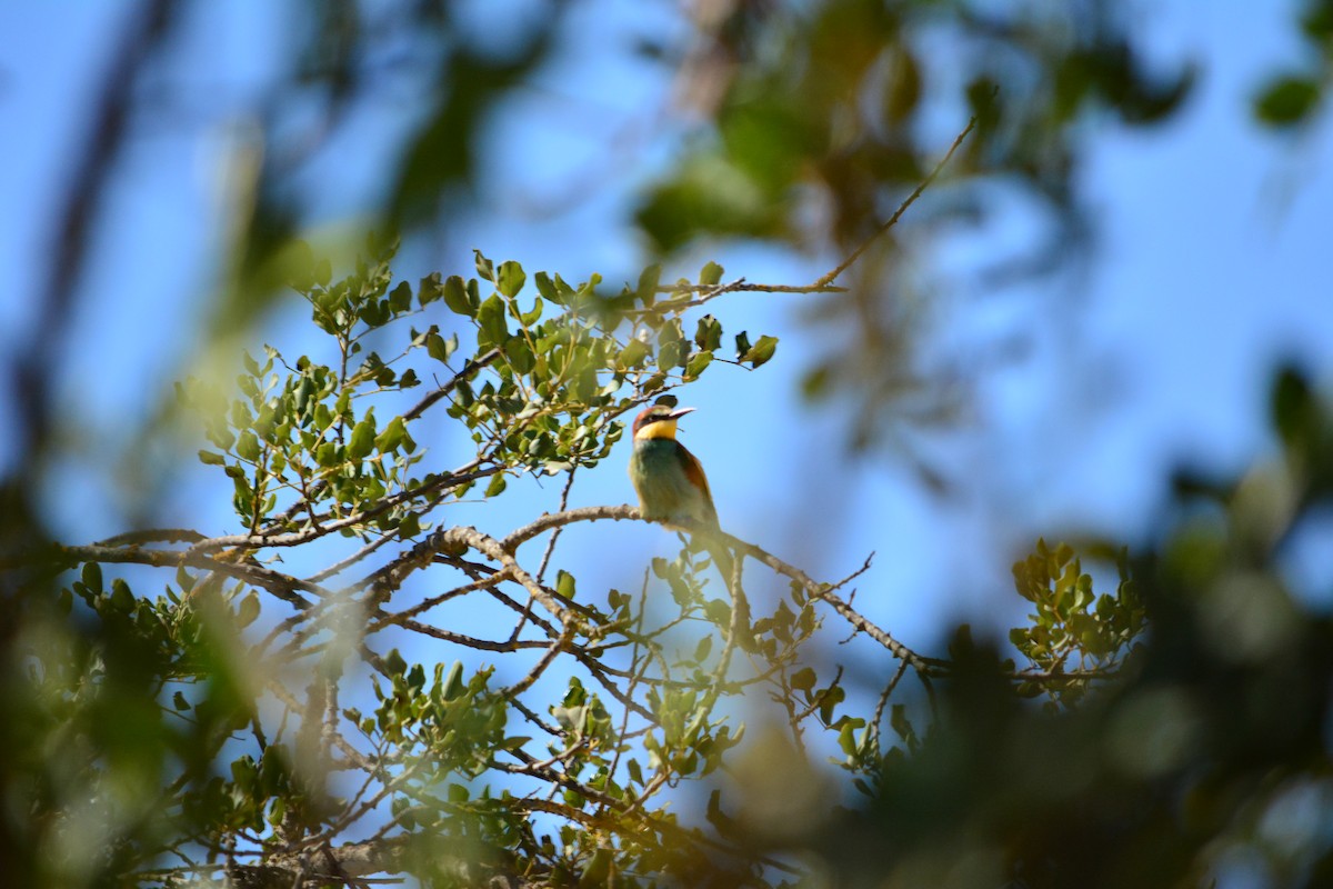 European Bee-eater - Paulo Narciso