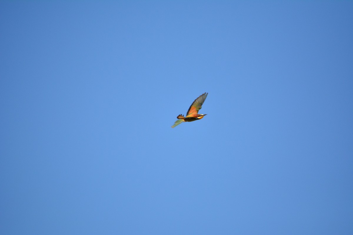 European Bee-eater - ML230946911