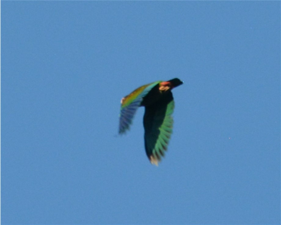 White-crowned Parrot - ML230948981