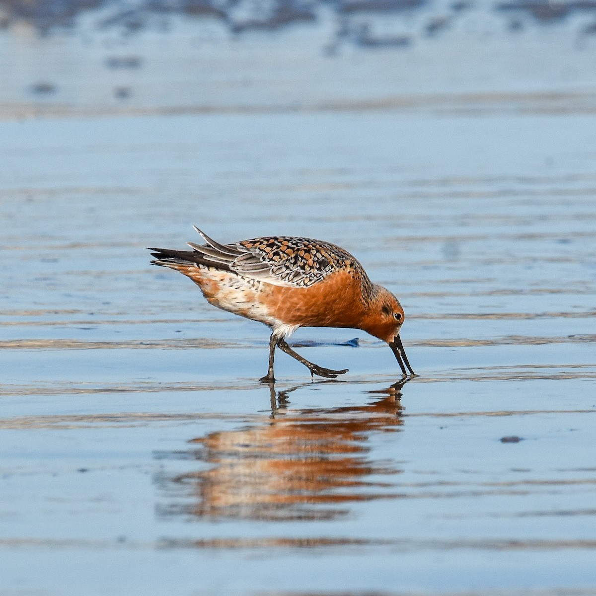 Red Knot - ML230949681