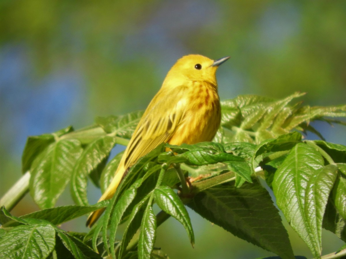 ML230953201 Yellow Warbler Macaulay Library