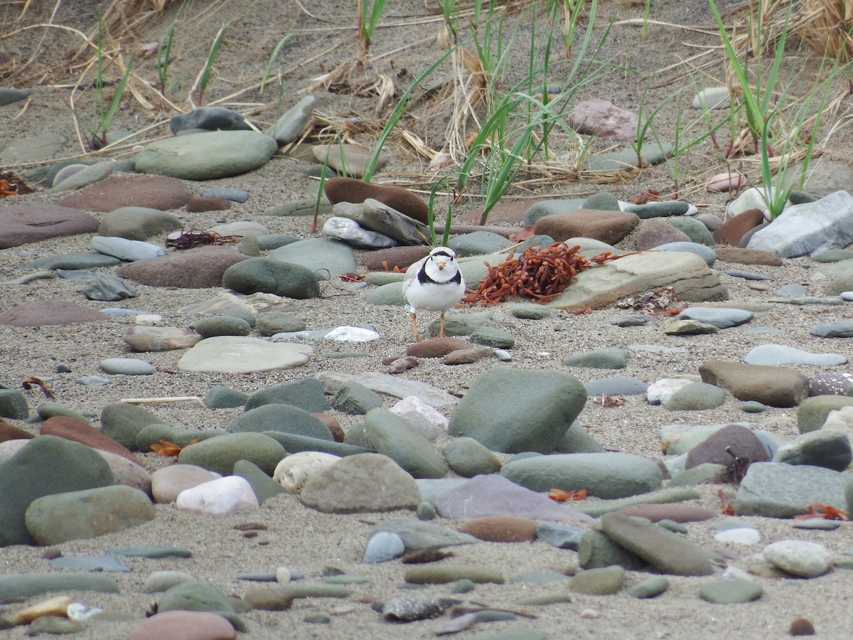 Piping Plover - ML23095341