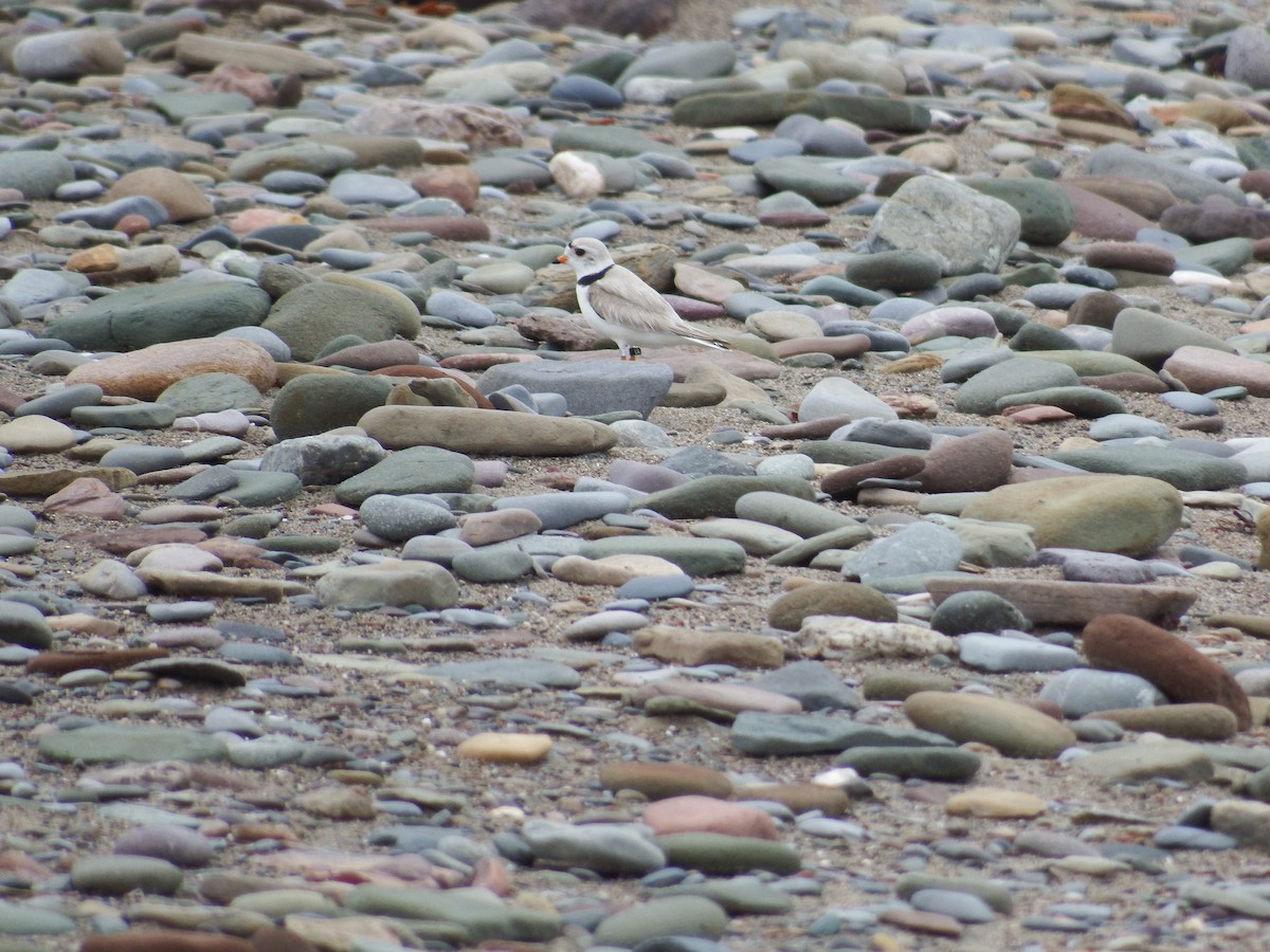 Piping Plover - ML23095371