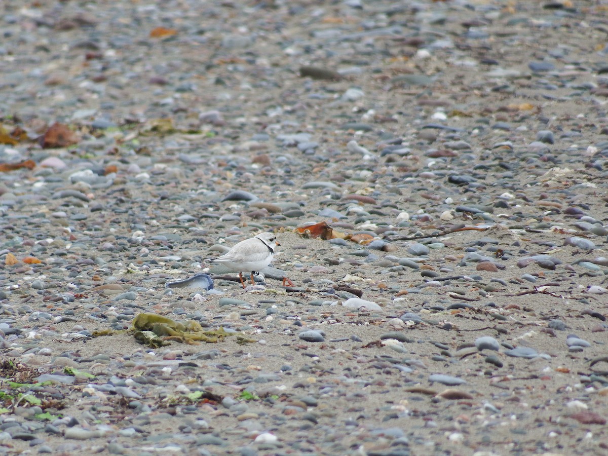 Piping Plover - ML23095381