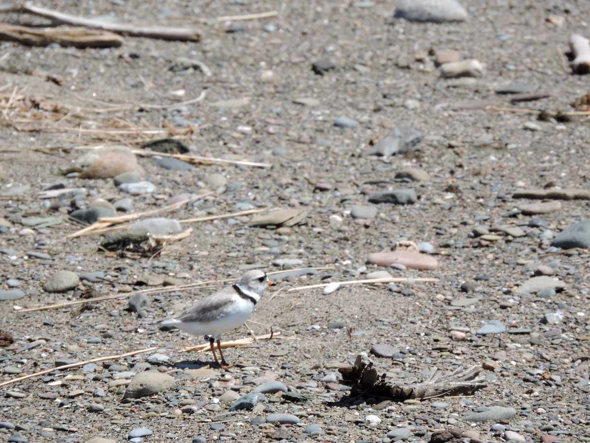 Piping Plover - ML23095391
