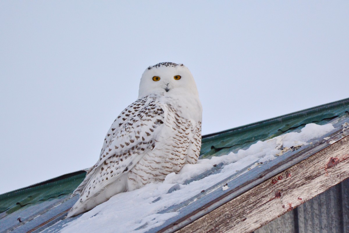 Snowy Owl - Raymond Gagnon