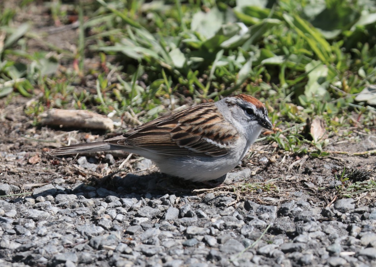Chipping Sparrow - Elizabeth Curley