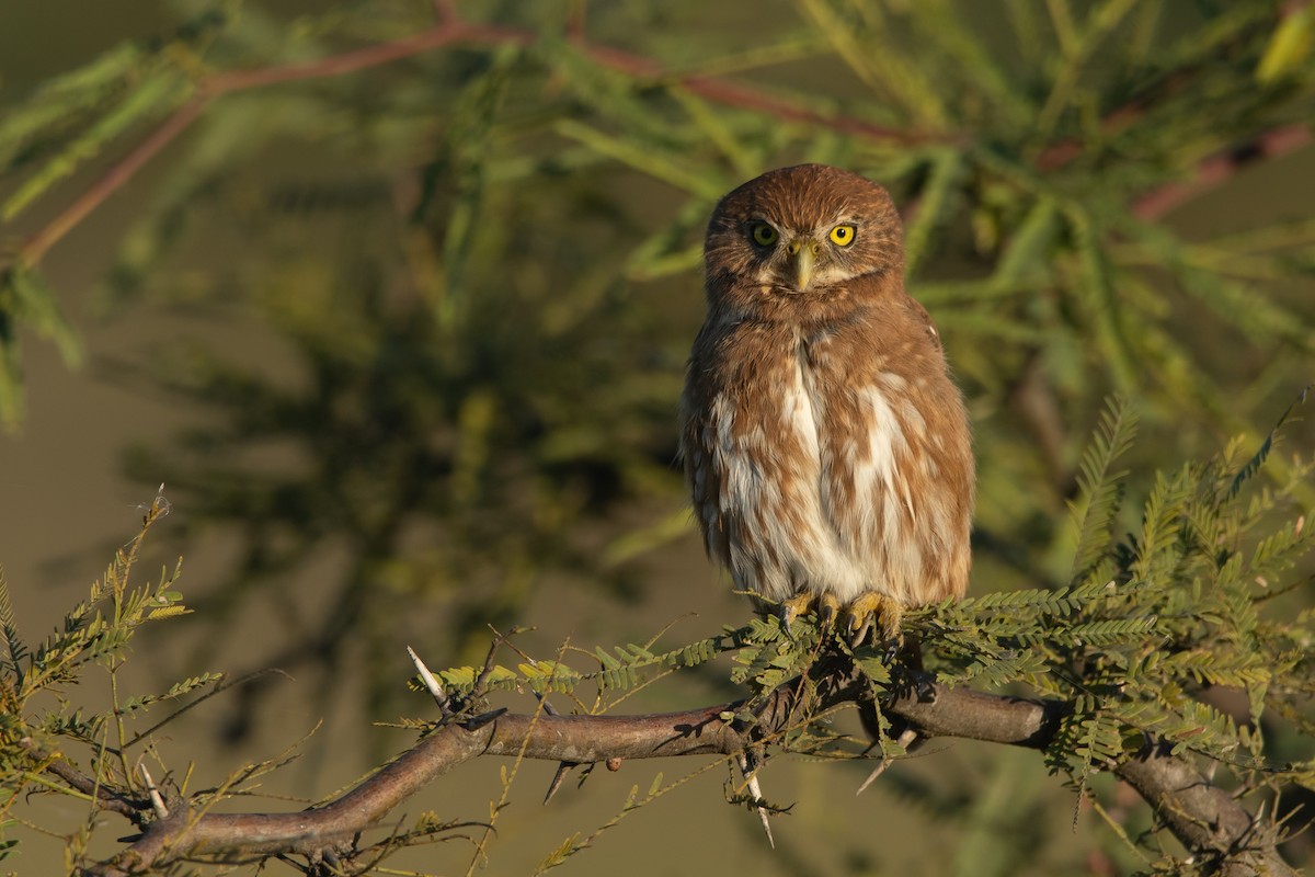 Ferruginous Pygmy-Owl - ML230959441