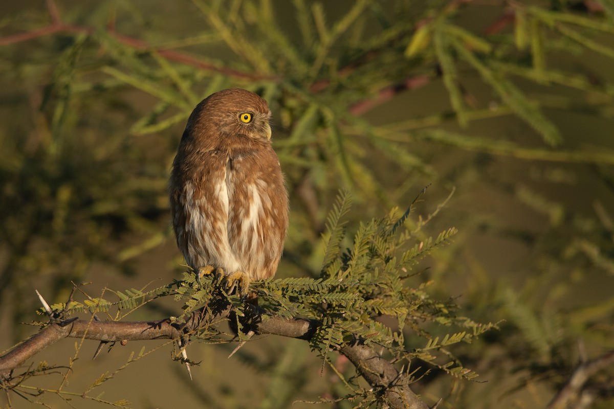 Ferruginous Pygmy-Owl - ML230959501