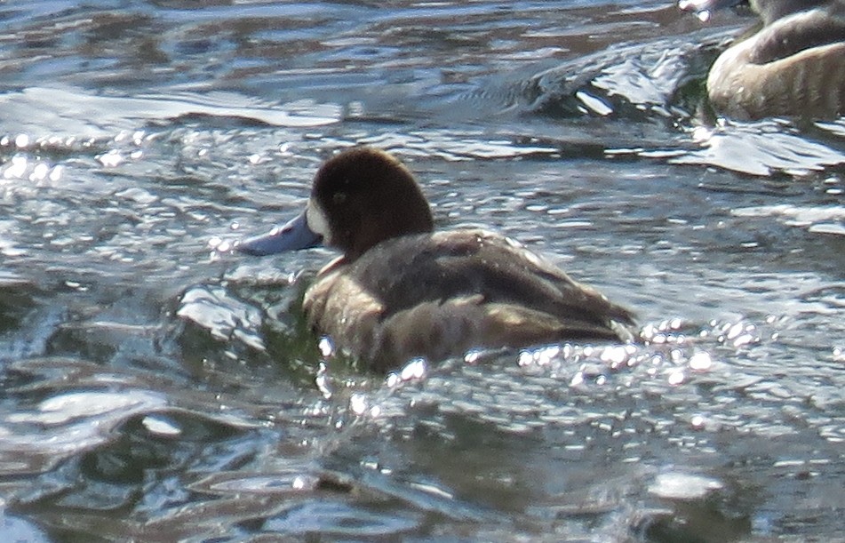Greater Scaup - ML23095951