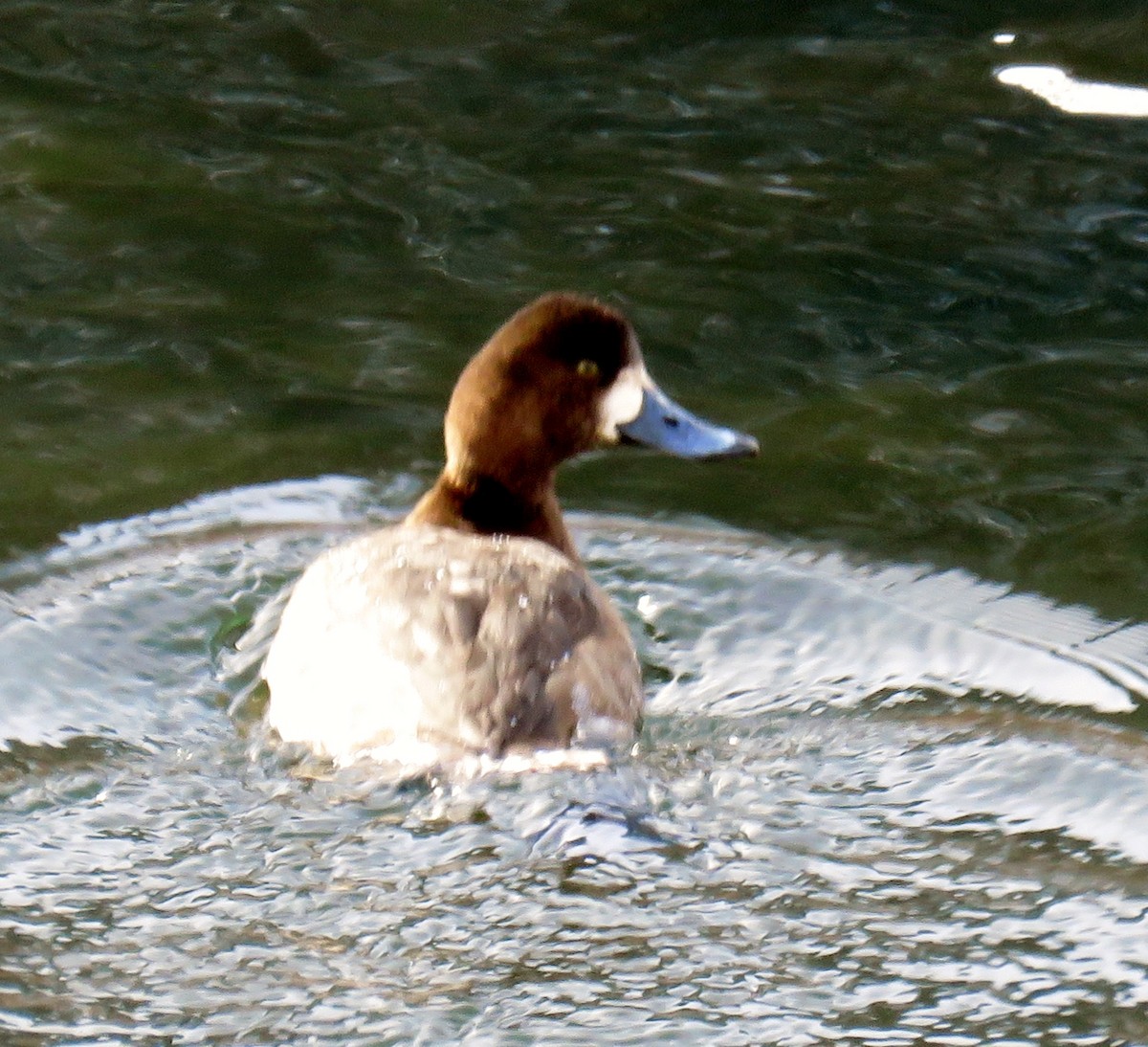 Greater Scaup - ML23095981