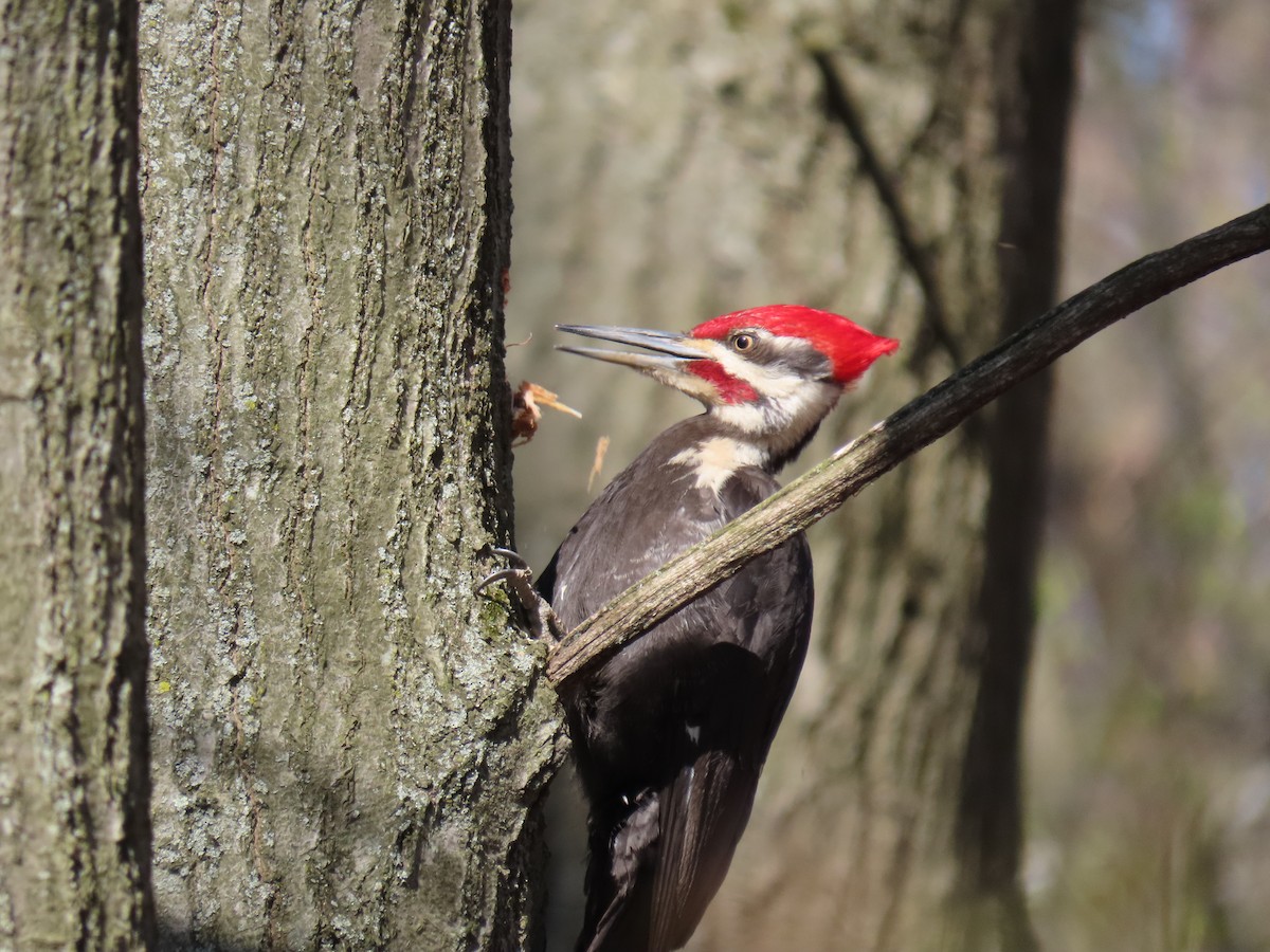 Pileated Woodpecker - Rich White