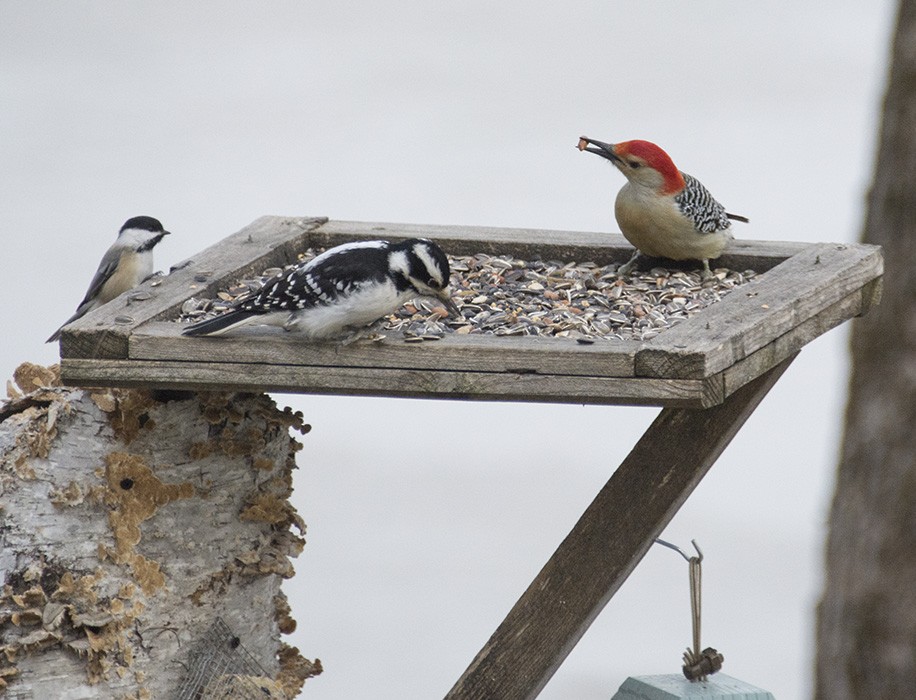 Red-bellied Woodpecker - Marianne Taylor