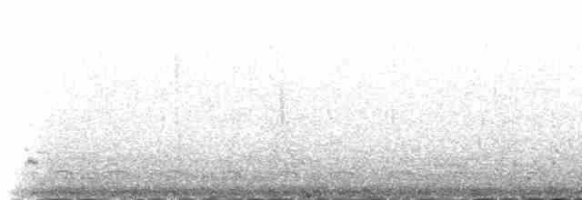 Common Tern (longipennis) - ML230968