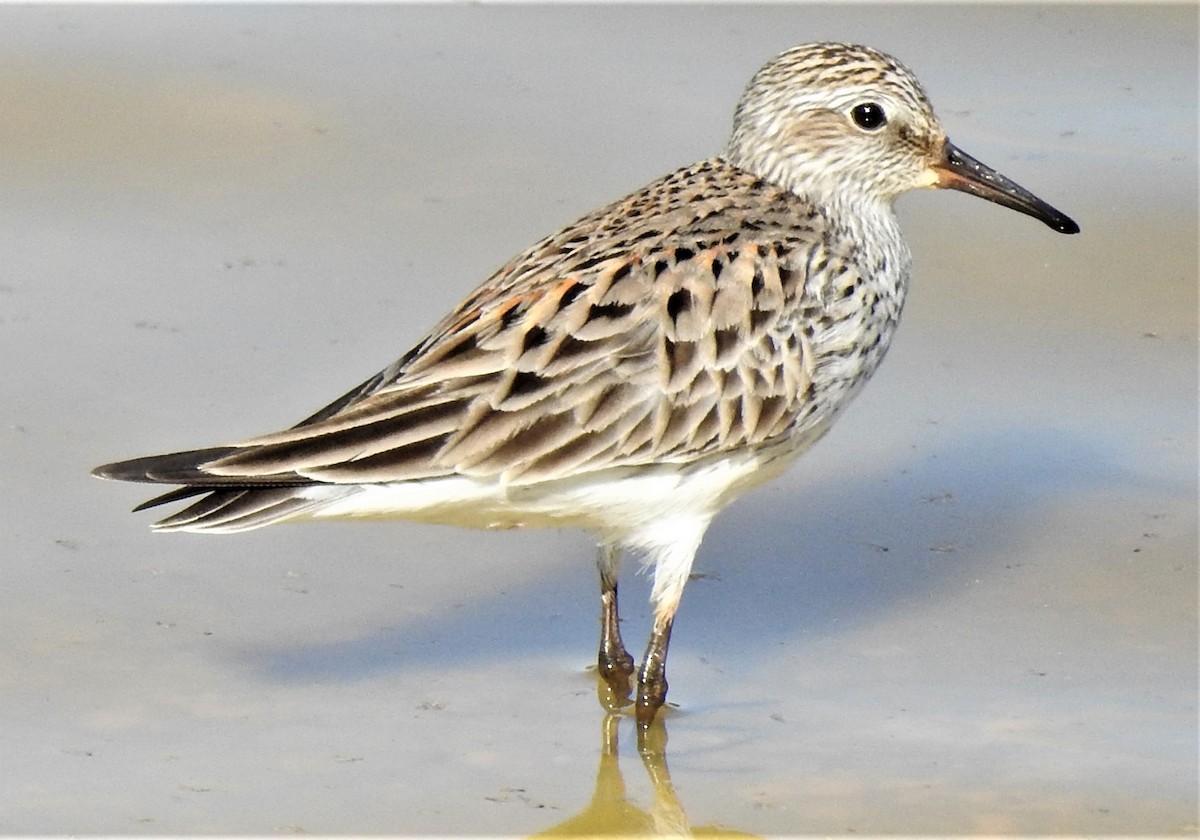 White-rumped Sandpiper - Eric Haskell