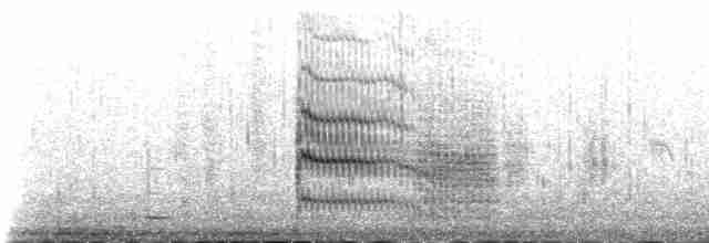 Sumru (longipennis) - ML230969