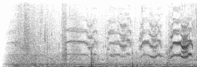 Sterne pierregarin (longipennis) - ML230970