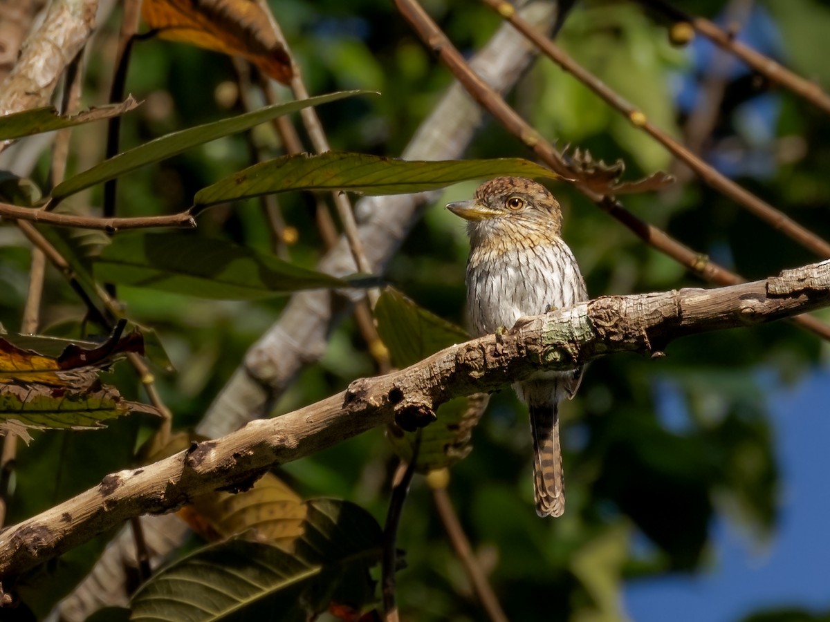 Eastern Striolated-Puffbird (torridus) - Héctor Bottai
