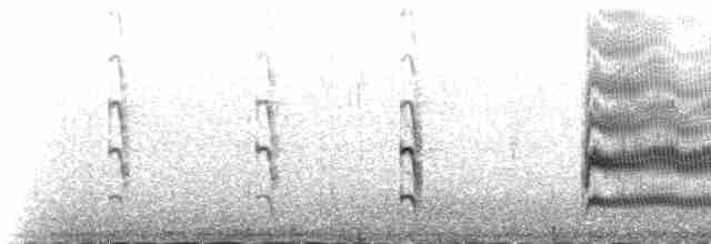 燕鷗(longipennis) - ML230972