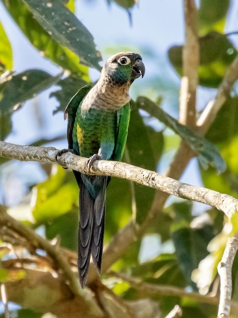 シンジュウロコインコ（anerythra） - eBird