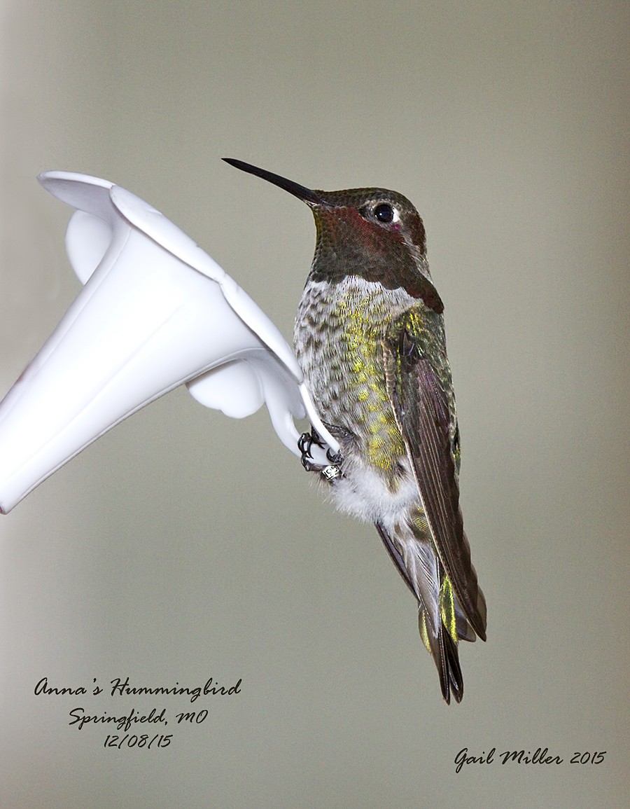 Anna's Hummingbird - ML23097361