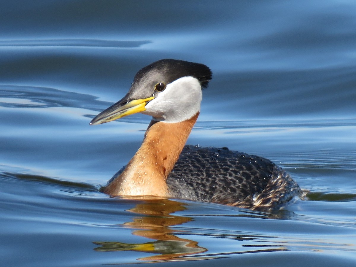 Red-necked Grebe - Dawn Hall