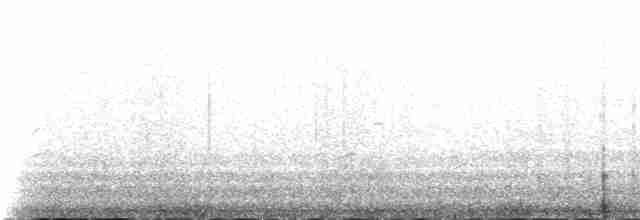 makrellterne (longipennis) - ML230976