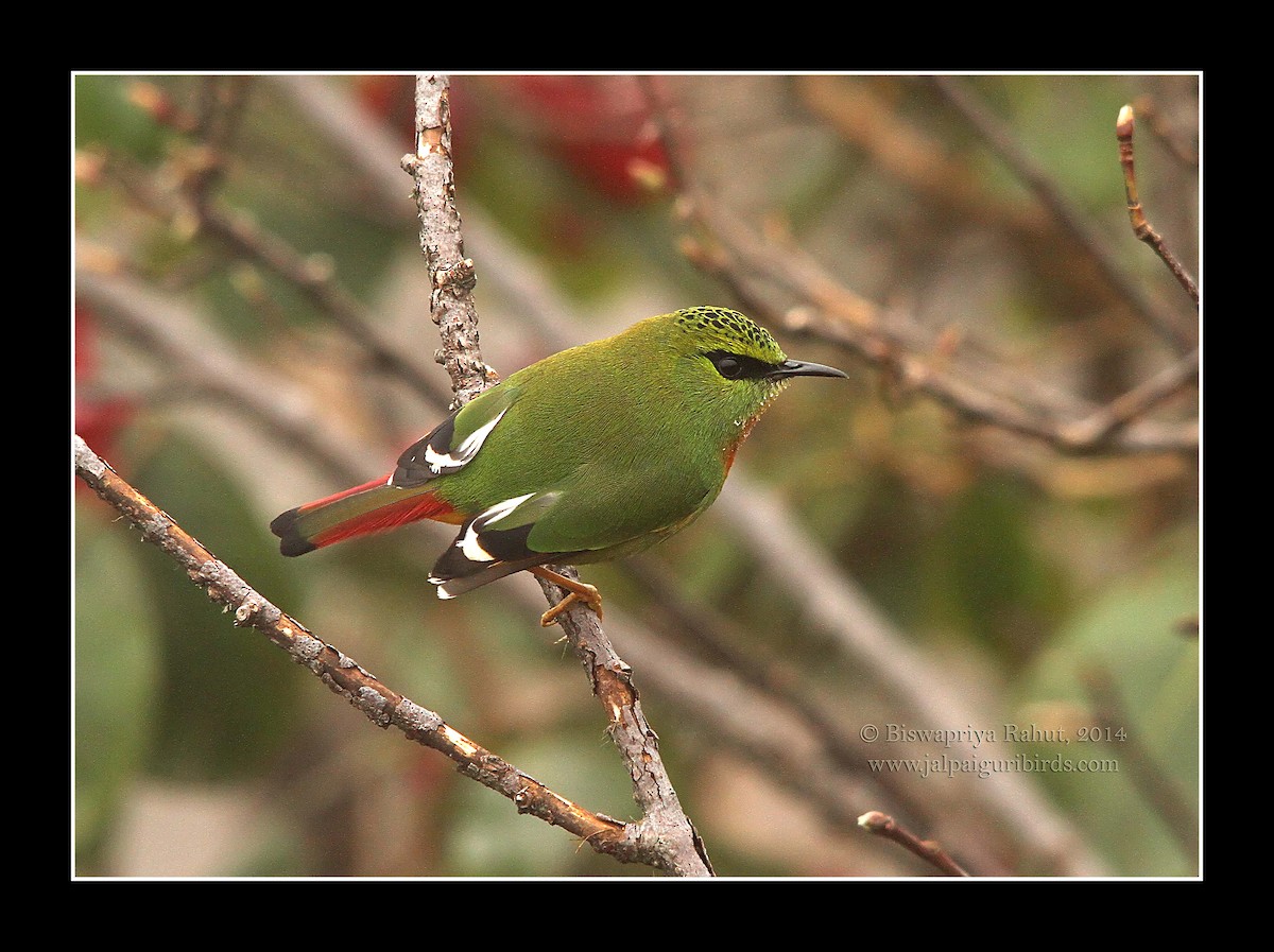 Fire-tailed Myzornis - ML230976231