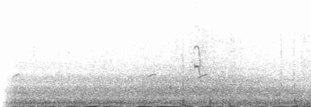 Common Tern (longipennis) - ML230977