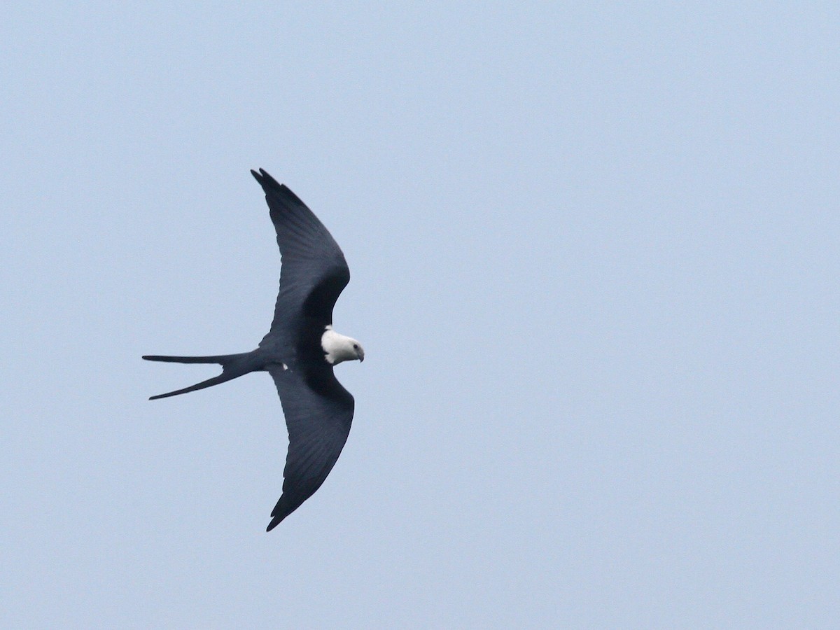 Swallow-tailed Kite - Larry Therrien