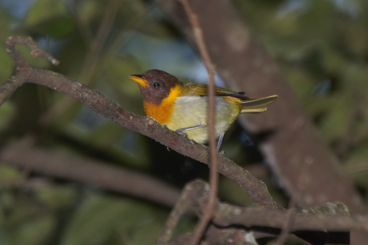 Rufous-headed Tanager - ML230977661