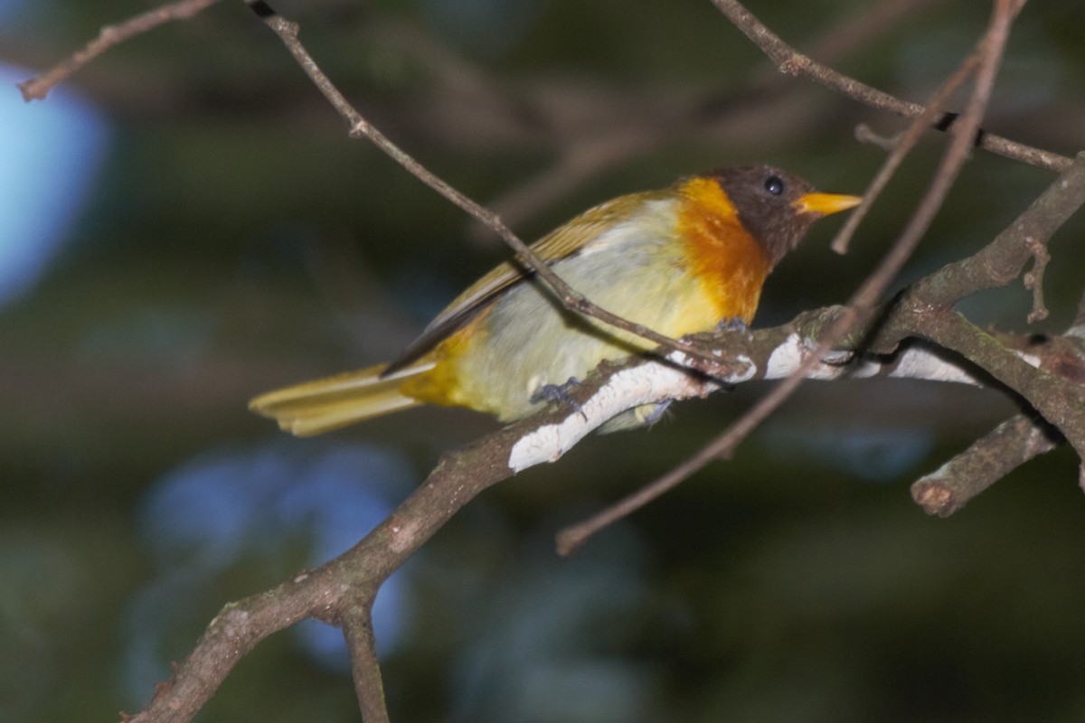 Rufous-headed Tanager - ML230977671
