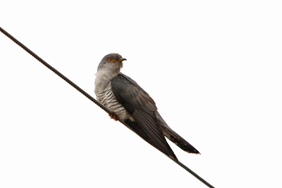Common Cuckoo - ML230979051