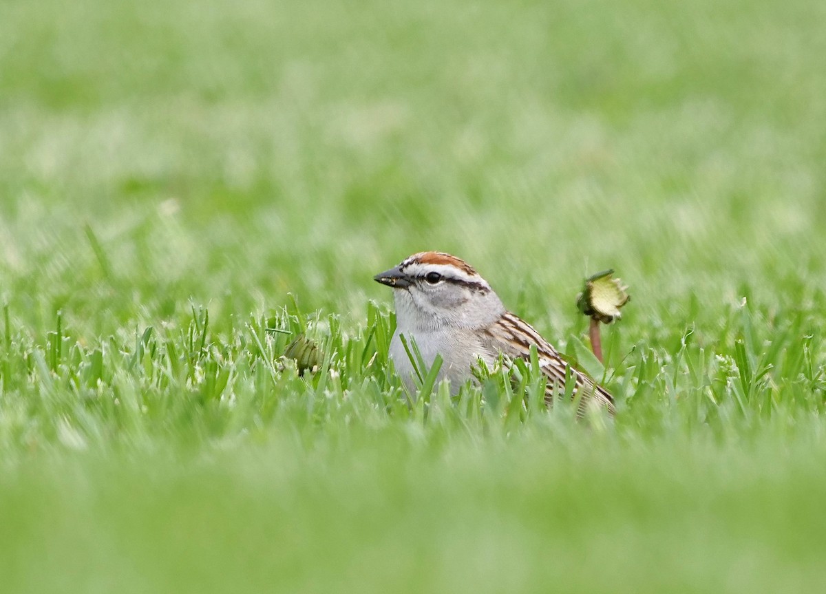 Chipping Sparrow - ML230979991
